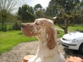 Setter Anglais CERONE DELLA CRUISMANY Setter Anglais CERONE DELLA CRUISMANY